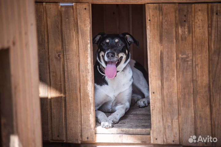 Собака в добрые руки отдам бесплатно