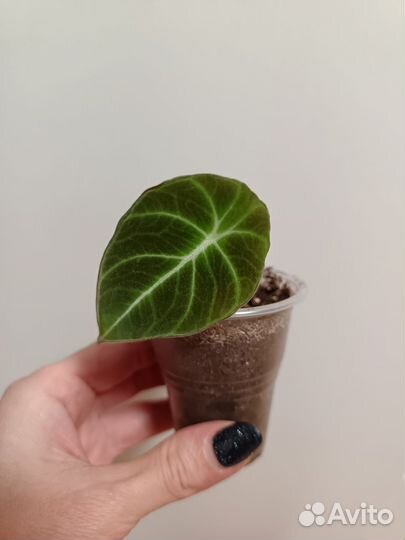 Алоказия блек вельвет