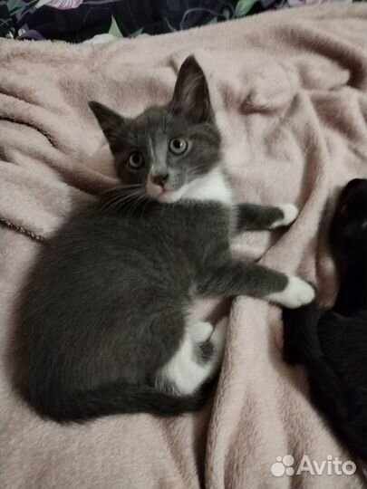 Котята отдам