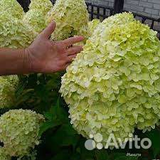 Гортензия махито метельчатая