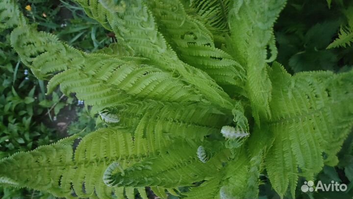 Папоротник