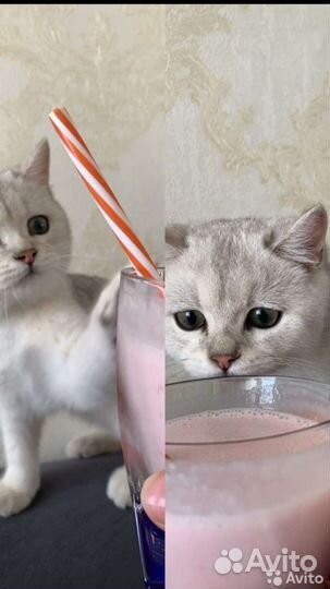 Шотландский кот вязка (мальчик)