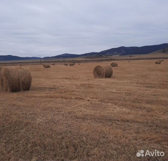 Сено в тюках