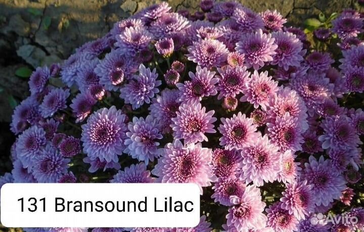 Хризантемы мультифлора