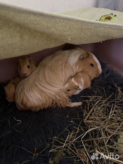 Морская свинка тедди