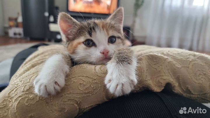 Кошка в дар