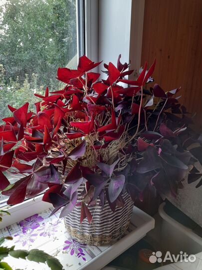 Растение Кислица-Бабочка