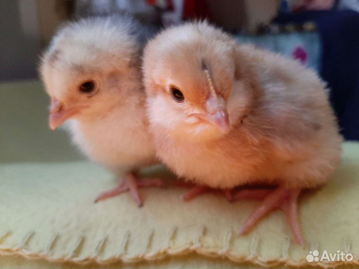 Цыплята от кур несушек
