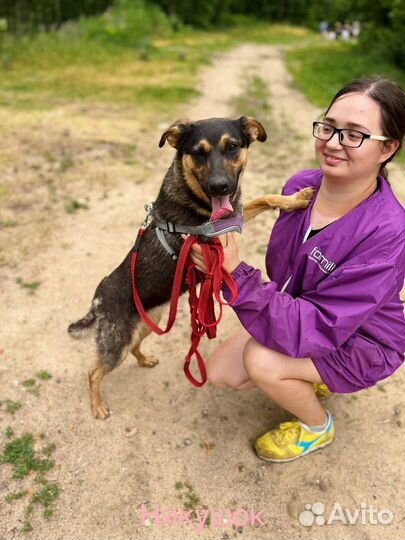 Собака в добрые руки отдам бесплатно щенок