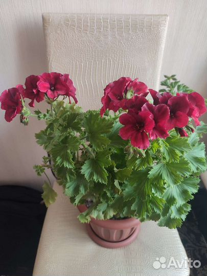 Пеларгония герань