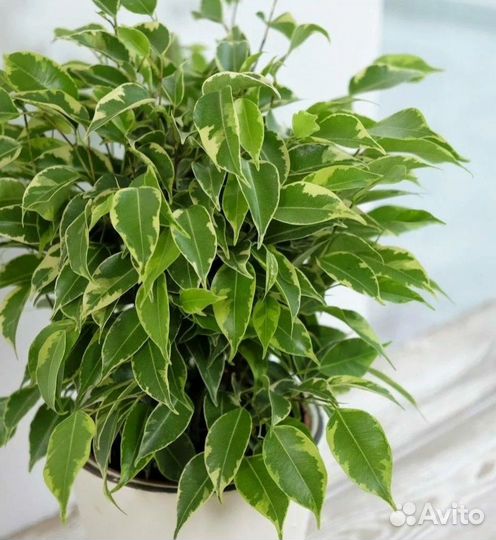 Комнатные растения цветы