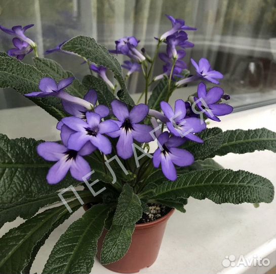 Цветущий стрептокарпус Haru No Mizu (T.Okuto)