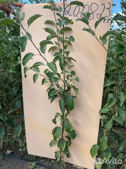 Саженцы яблони оптом М-9