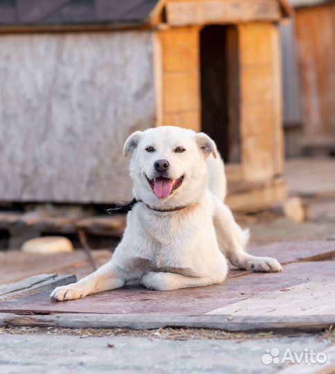 Собака в добрые руки