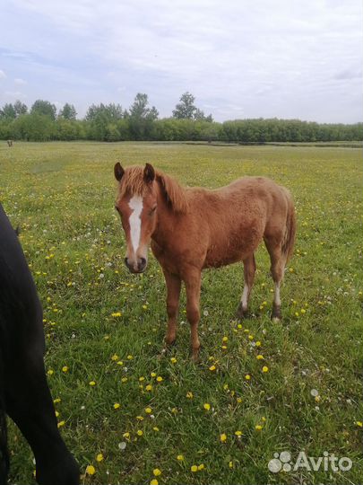 Продам лошадь
