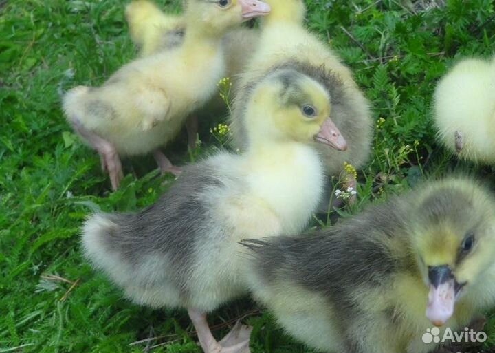 Гусята, утята /ластоногие предзаказ
