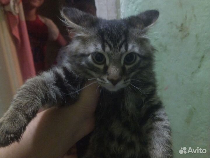 Отдам котенка