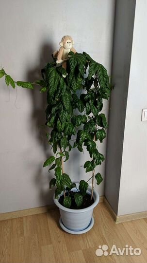 Пассифлора маракуйя