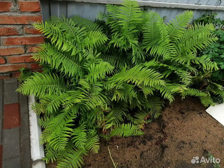 Папоротник садовый