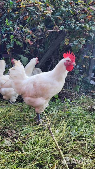 Яйца инкубационные