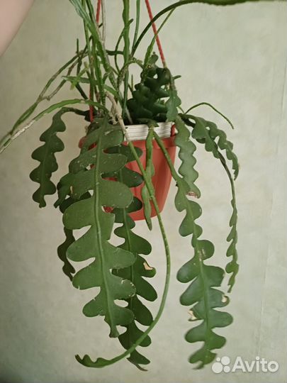 Эпифиллум ангулигер