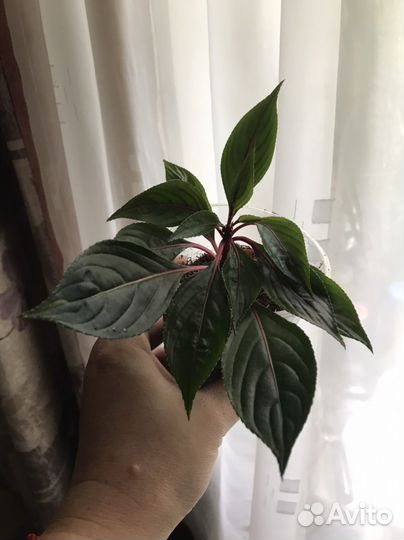 Бальзамины новогвинейский и белый махровый