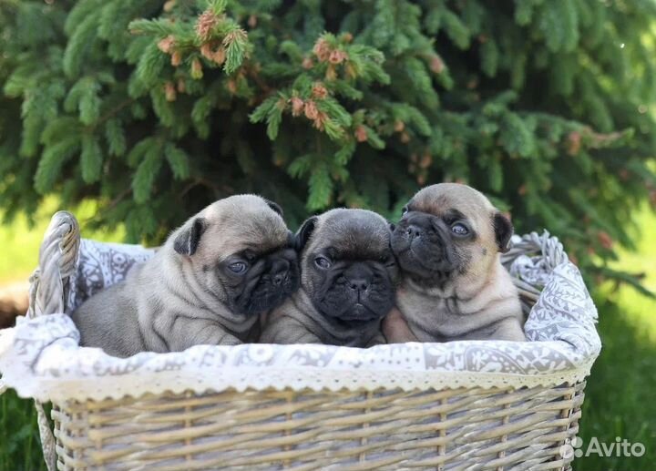 Щенки французы. РКФ, питомник