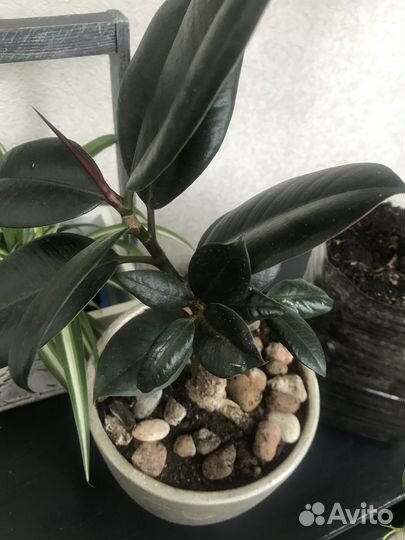 Фикус бенджамина, каучуконосный большой