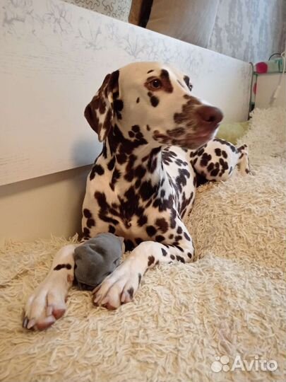 Щенки далматина