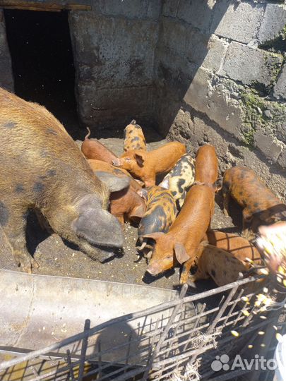 Овцы и поросята