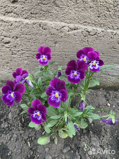 Продажа рассады цветов