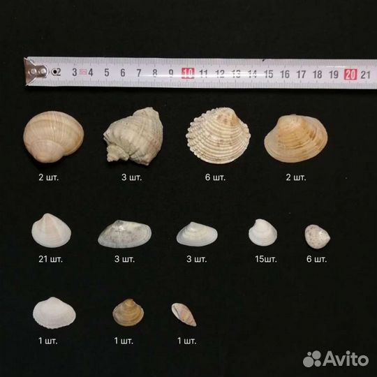 Морские ракушки