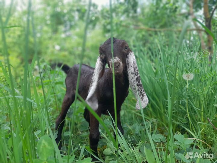 Козочки камори/нубийские