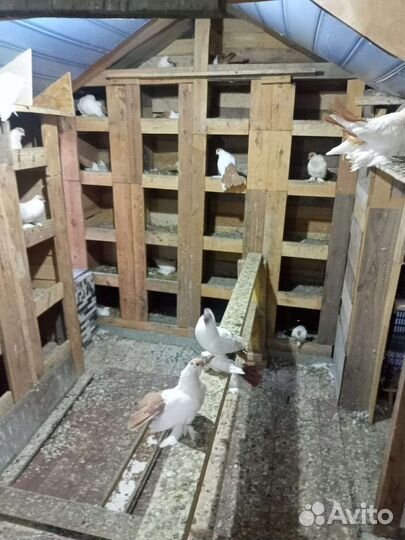 Продажа голубей,Оренбургские,Уральские Монахи