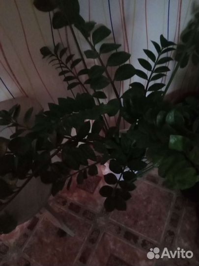 Замиокулькас