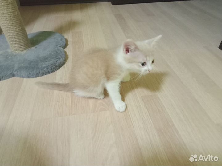 Отдам котика