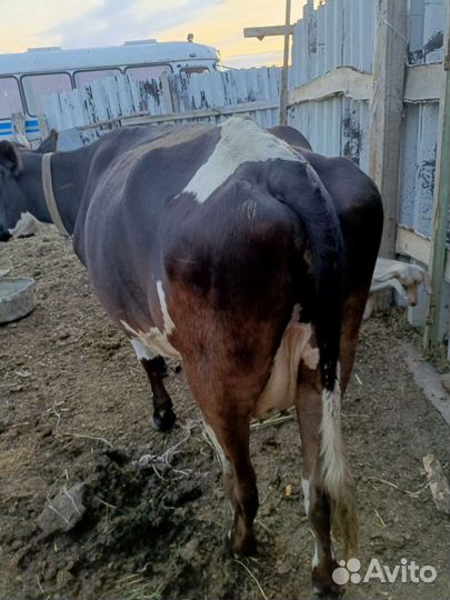 Корова дойная, стельная