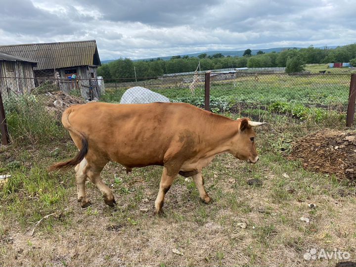 Бык на мясо