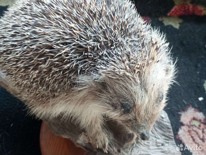 Чучело ежа и косули