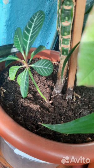 Молочай беложильчатый