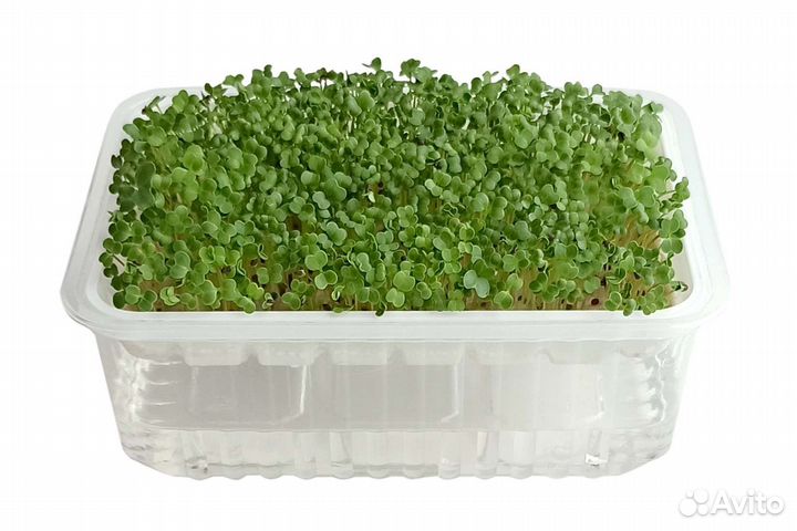 Школьные опыты. Набор для выращивания микрозелени