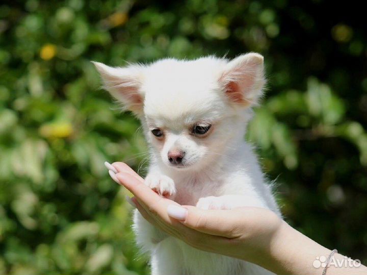 Чихуахуа щенки