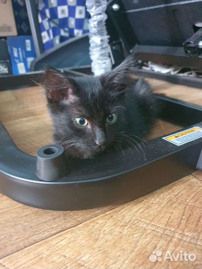 Котята в добрые руки бесплатно