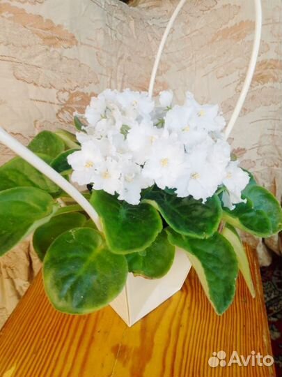 Комнатные цветы