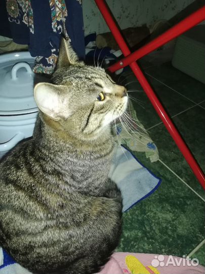 Кот в добрые руки