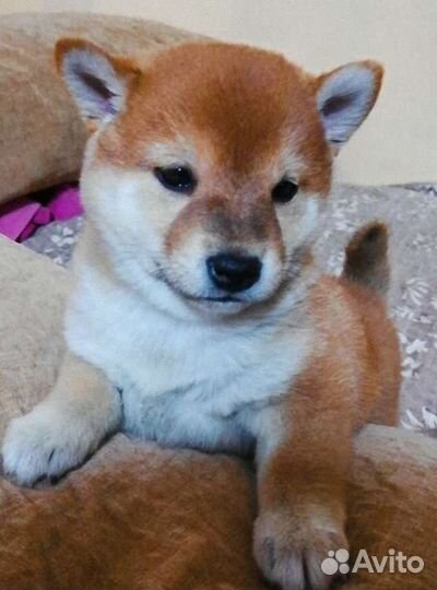 Щенки сиба шиба ину