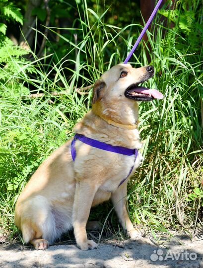 Снежке очень нужен дом