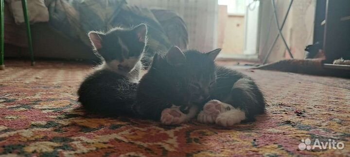 Кошка в дар