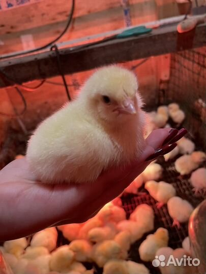 Цыпленок бройлер