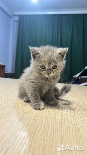 Шотландские котята